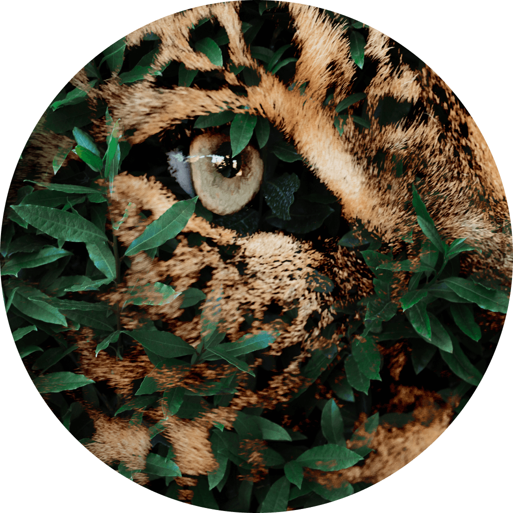 Protecting Jaguar by Plant for the Planet