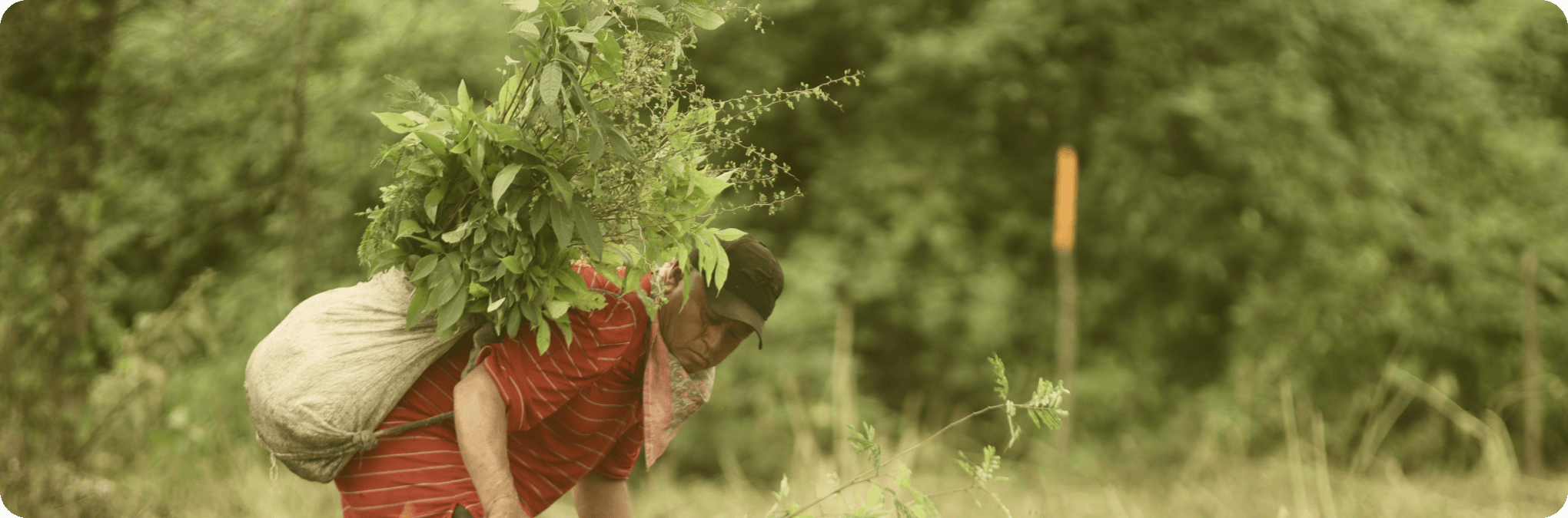 Landscape Restoration by Planet for the Planet