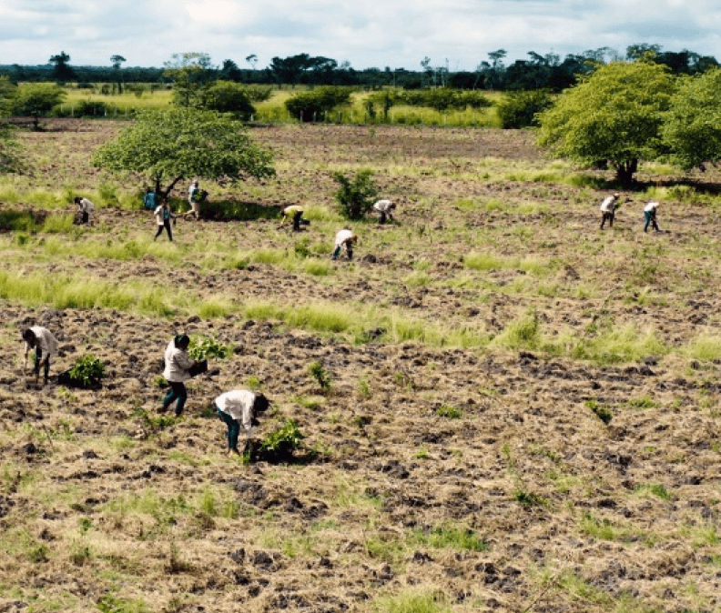 Seed Planting by Plant for the Planet