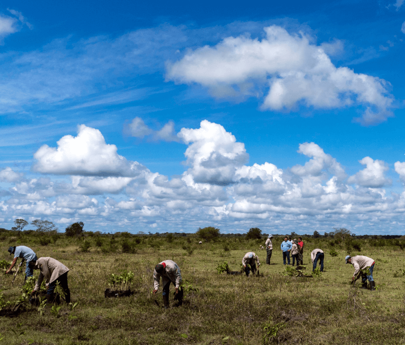 Prepare Sites by Plant for the Planet