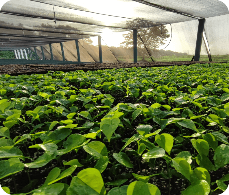 Growing seeds by Plant for the Planet
