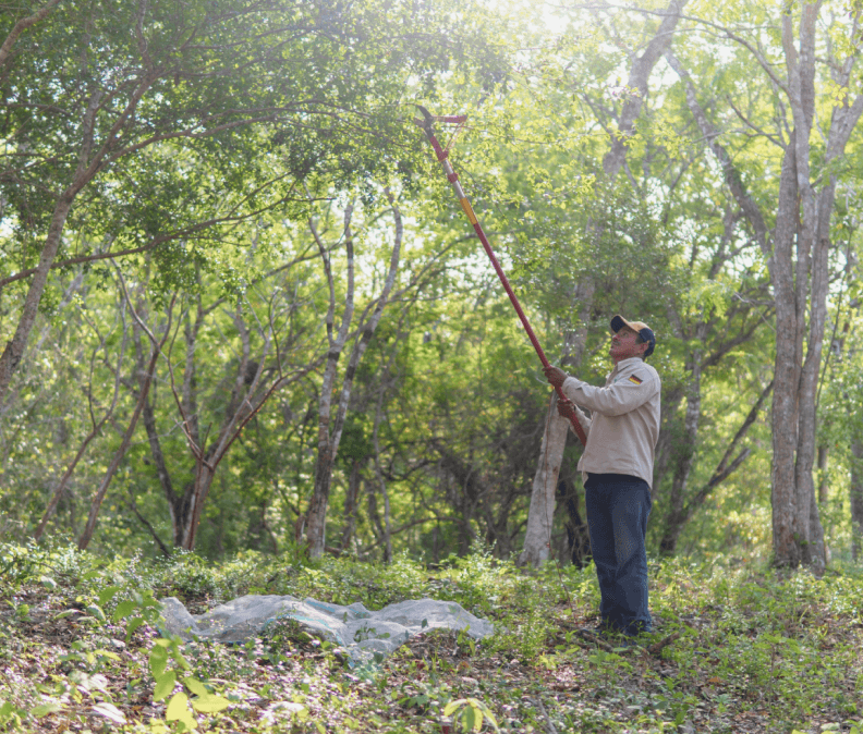 Seed collecting by Plant for the Planet