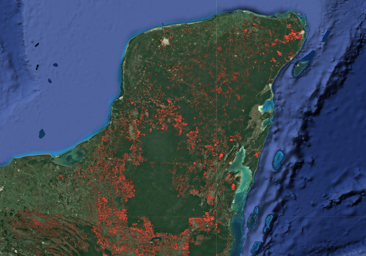 Campeche’s forest by Plant for the Planet