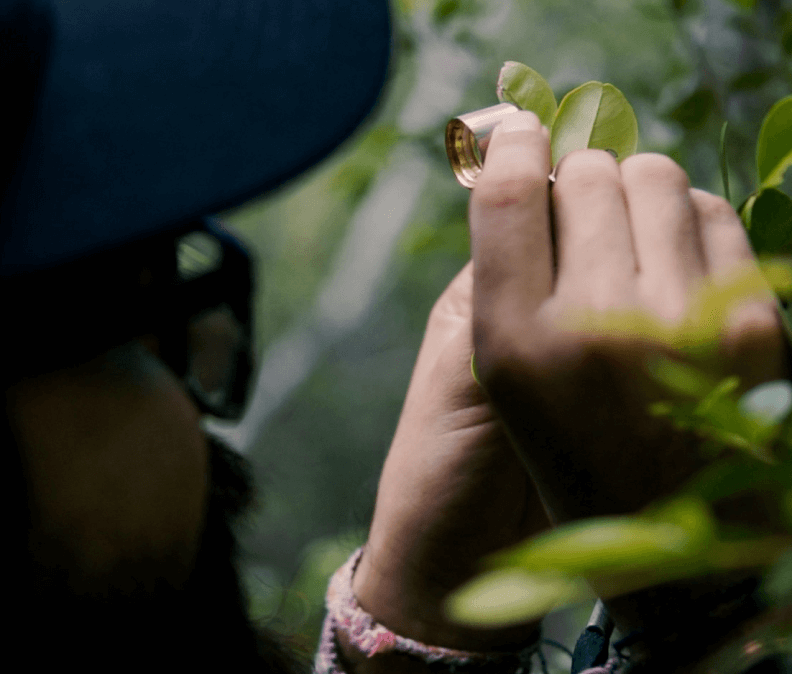 Plant analysing by Plant for the Planet