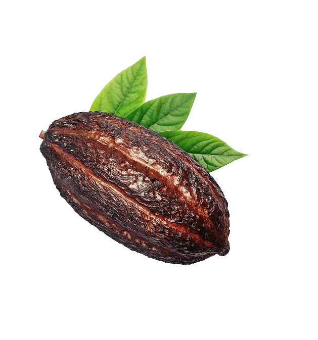 Cocoa bean with leaf by Plant for the Planet