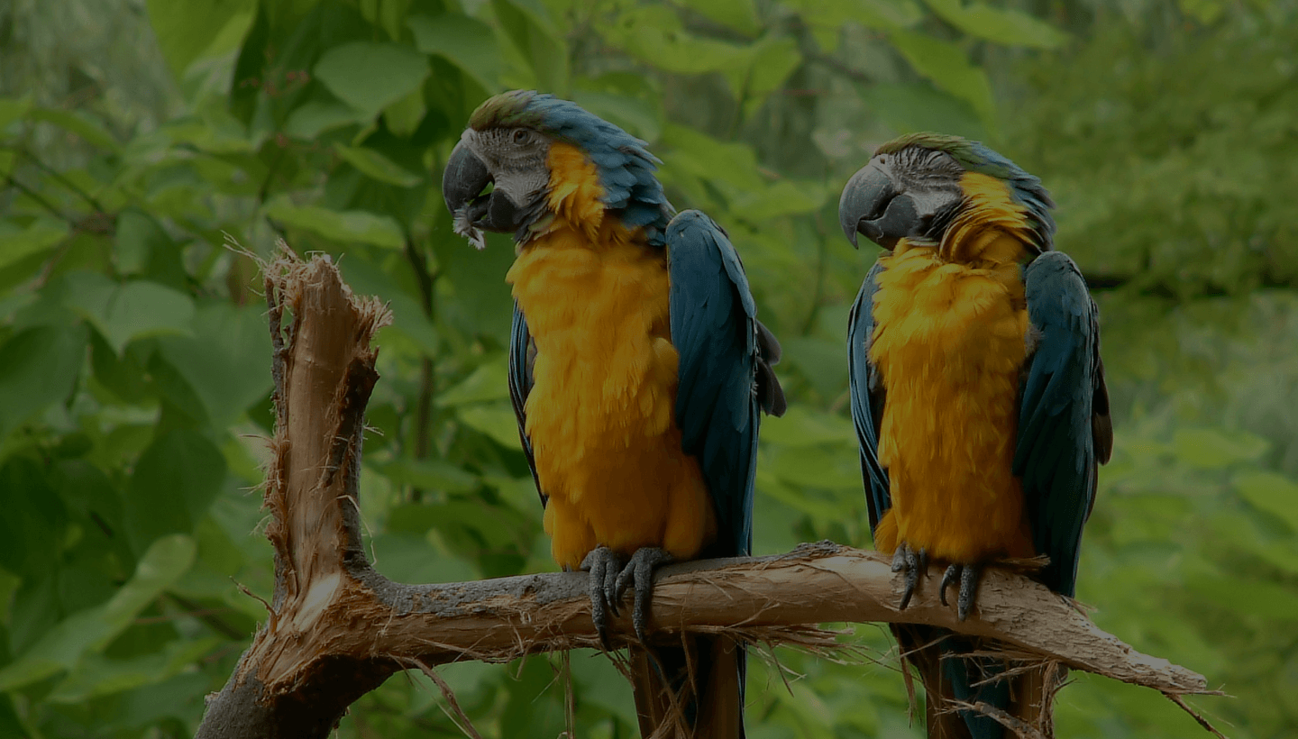 Birds background by Plant for the Planet