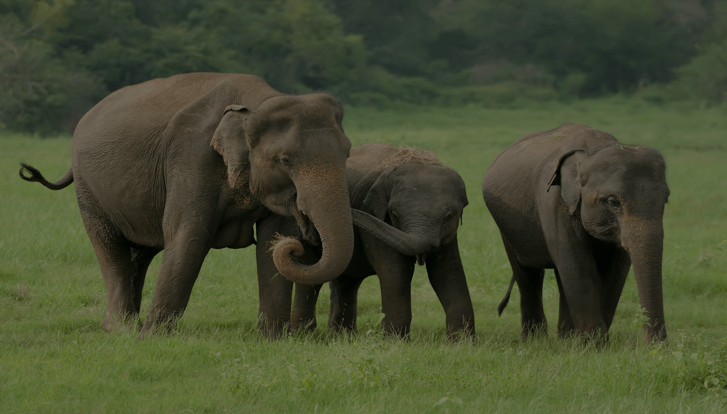 Elephants background by Plant for the Planet