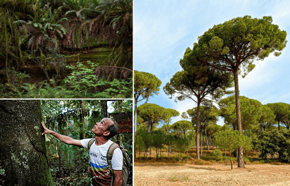 Press kit cover Image by Plant for the Planet