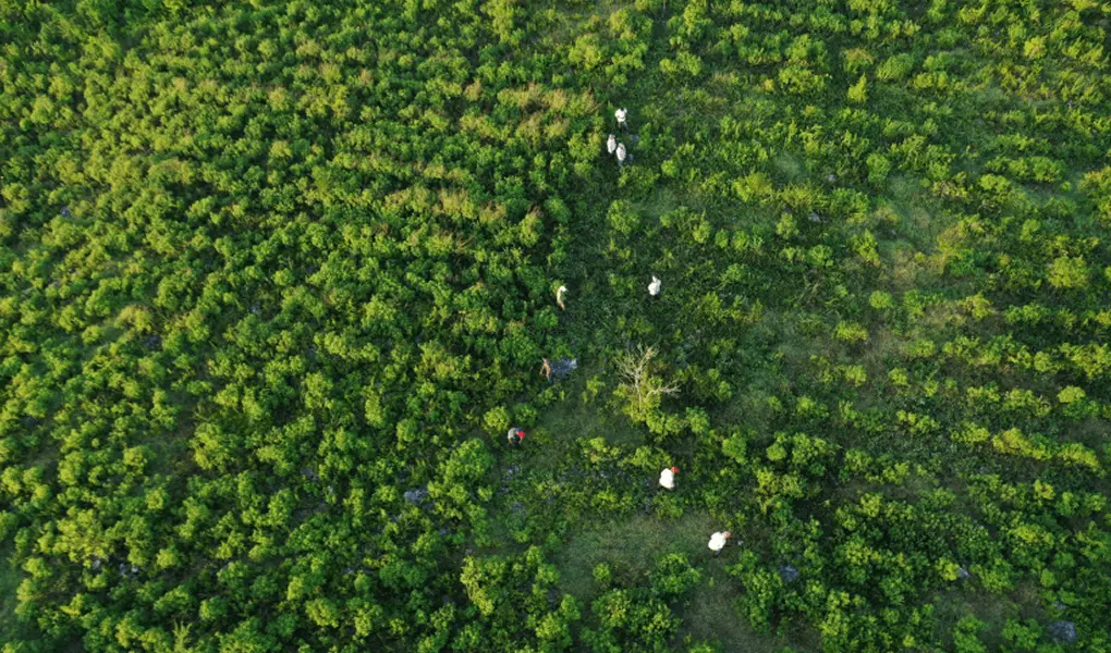 Aerial view of tree planting site by Plant-for-the-Planet