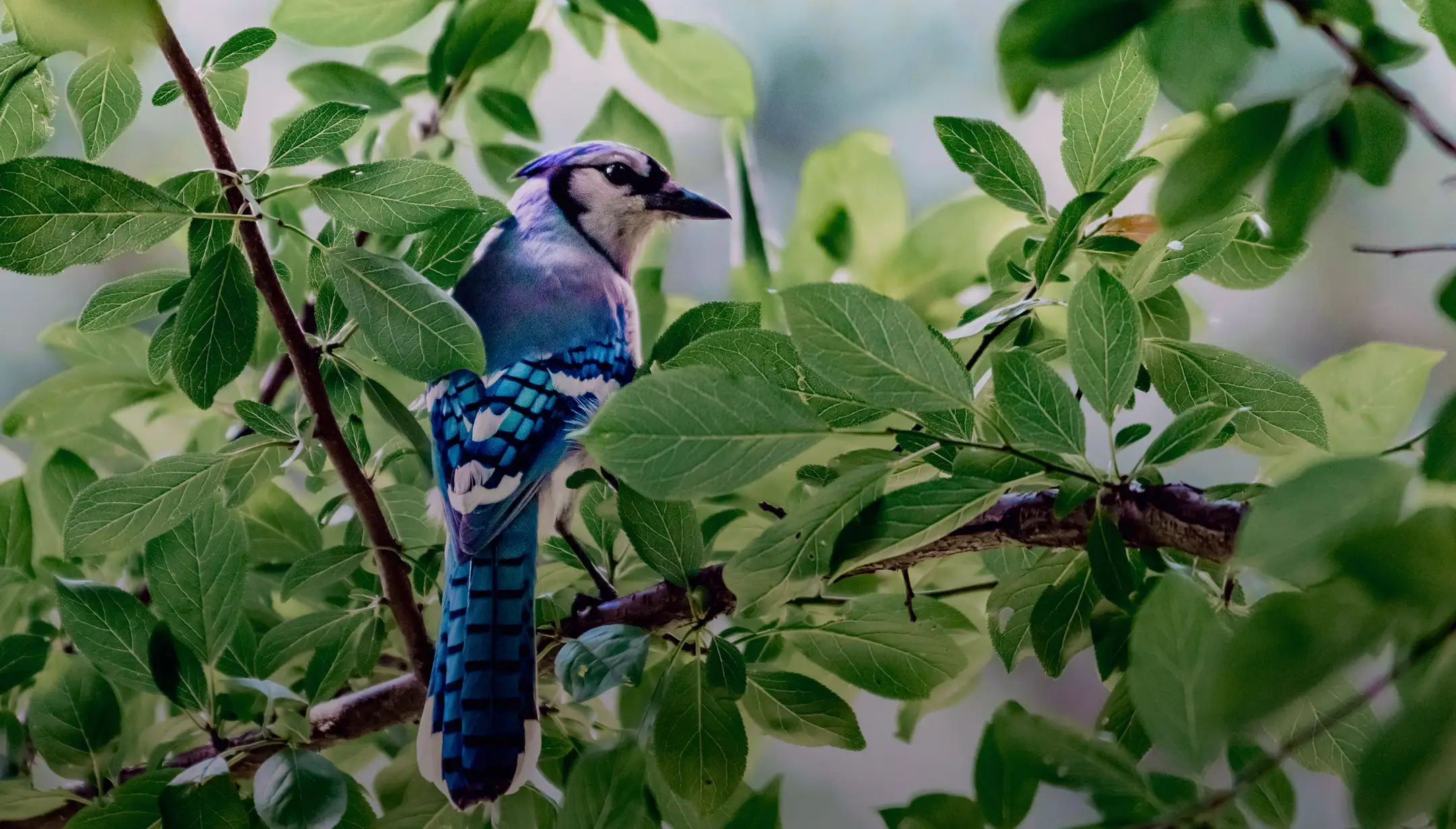 Blue Bird BG by Plant for the Planet