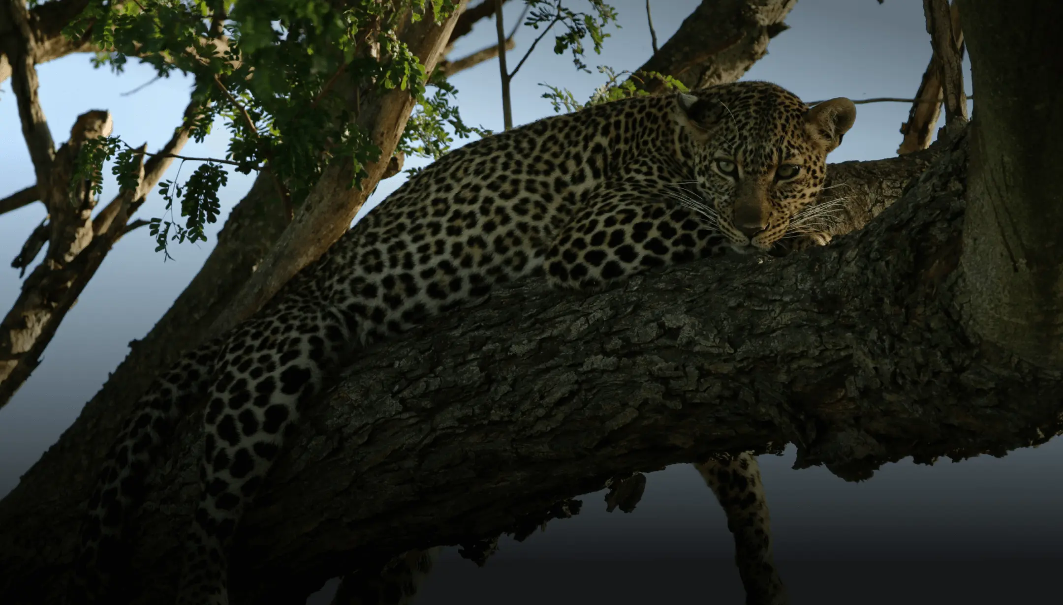 Jaguar Stock image by Plant for the Planet