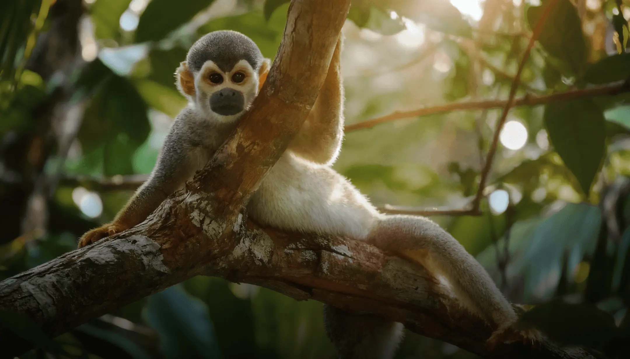 Monkey on a tree branch by Plant-for-the-Planet.