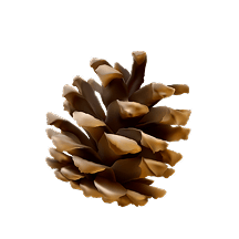 Pinecone vector image by Plant for the Planet