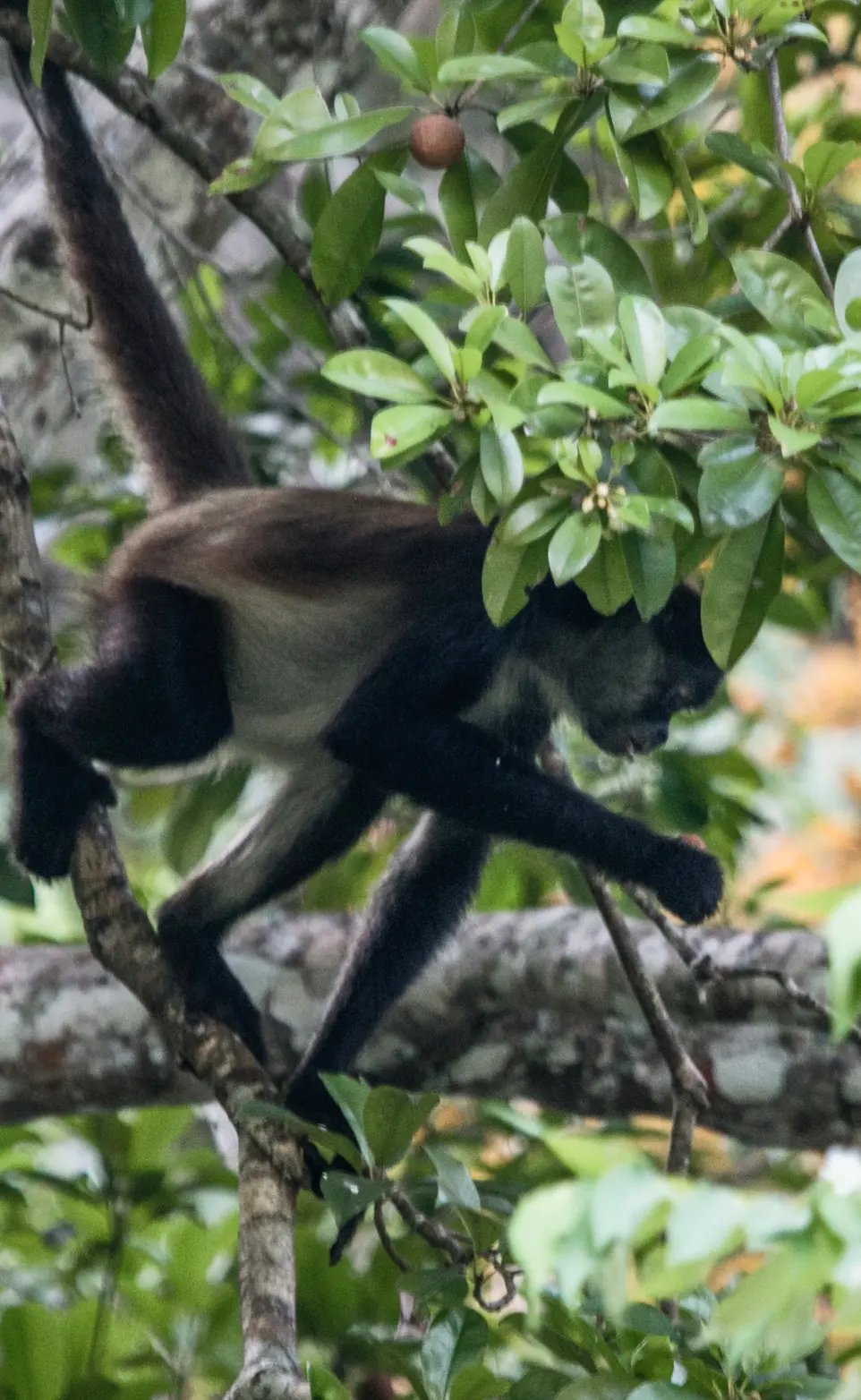 A monkey on a tree by Plant-for-the-Planet