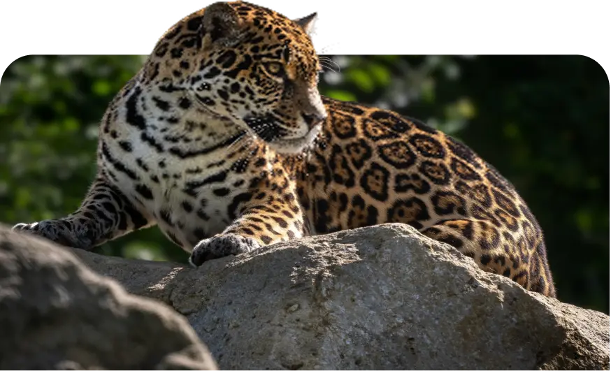 Leopard resting on rock in natural habitat by Plant-for-the-Planet.