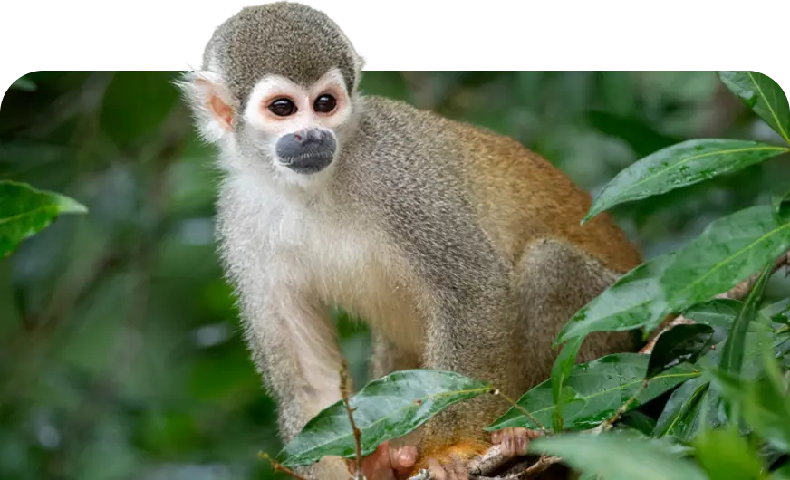 Monkey sitting on branch in forest by Plant-for-the-Planet.