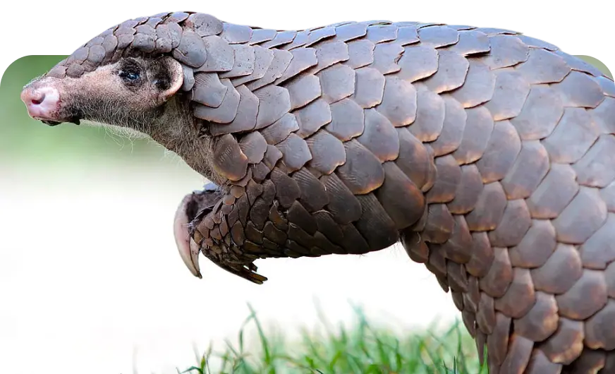 Pangolin walking across grassy ground by Plant-for-the-Planet.