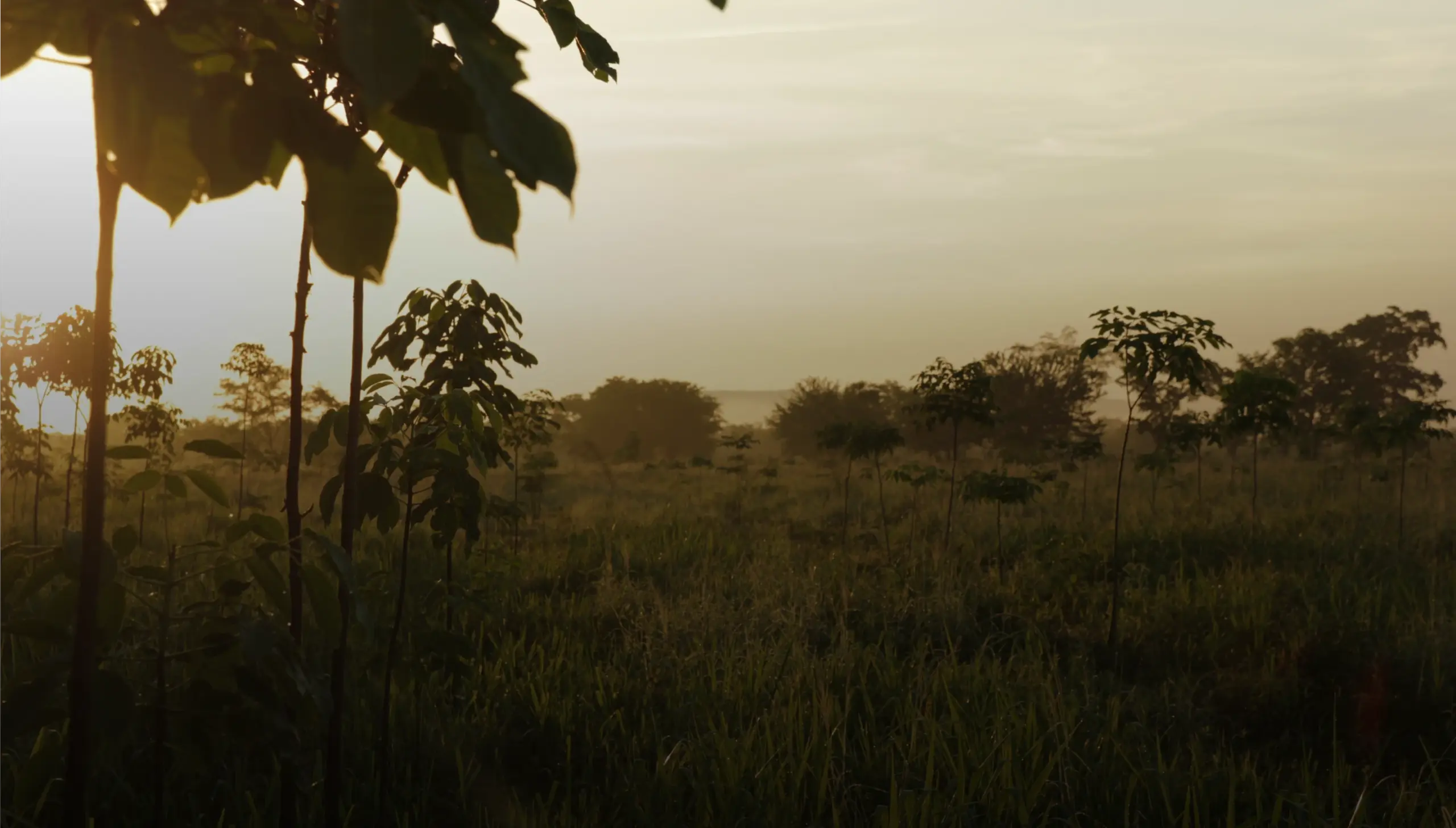 Sunrise over restored forest landscape by Plant-for-the-Planet.