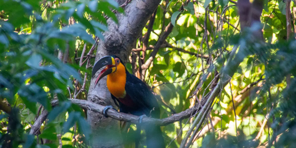 Toucan perched on a tree branch by Plant-for-the-Planet
