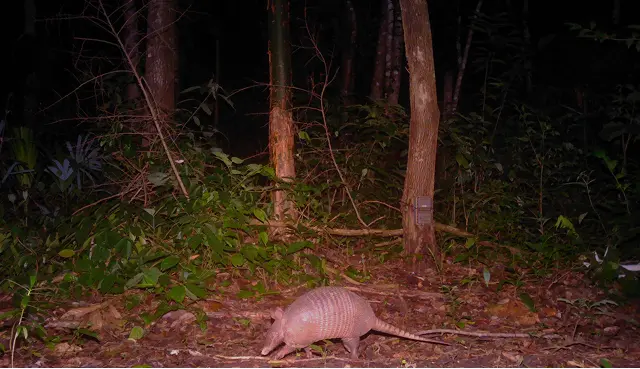 Armadillo in a forest by Plant-for-the-Planet