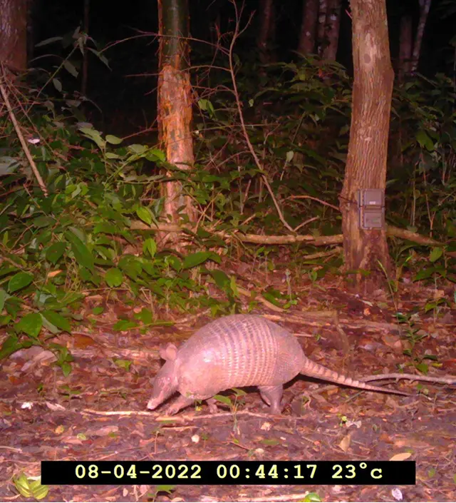 Armadillo in a tropical forest by Plant-for-the-Planet