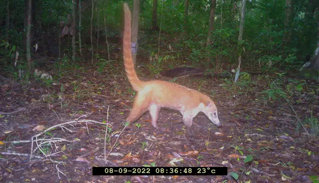 Coati in a tropical forest by Plant-for-the-Planet