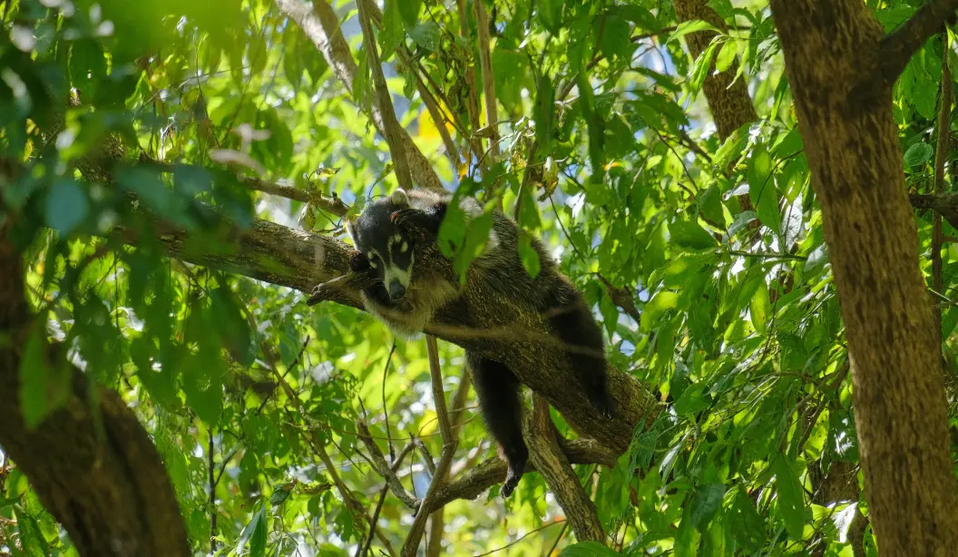 Coati resting in a rainforest tree by Plant-for-the-Planet
