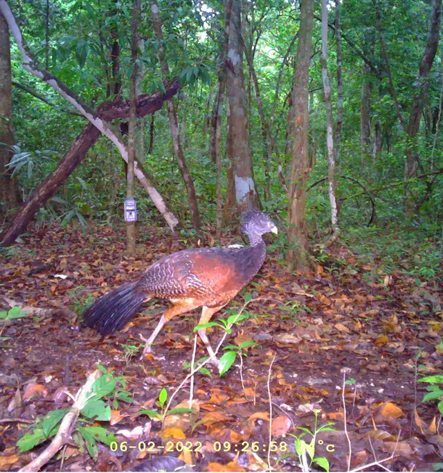 Curassow in a tropical forest by Plant-for-the-Planet
