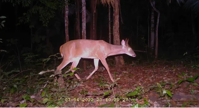 Deer in the rainforest by Plant-for-the-Planet
