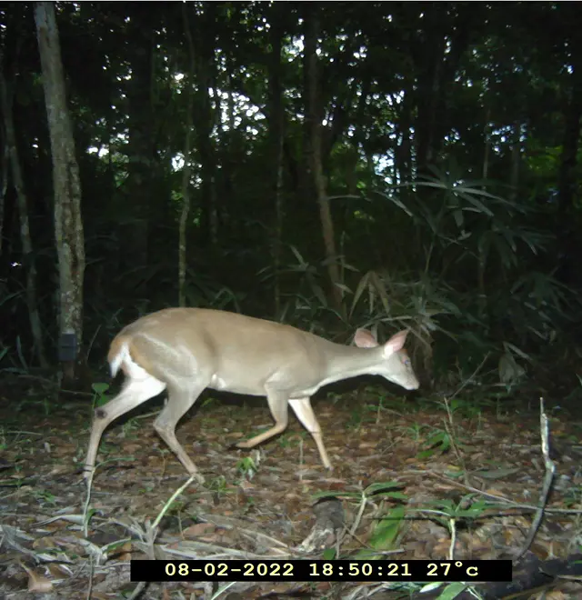 Deer walking through the forest by Plant-for-the-Planet