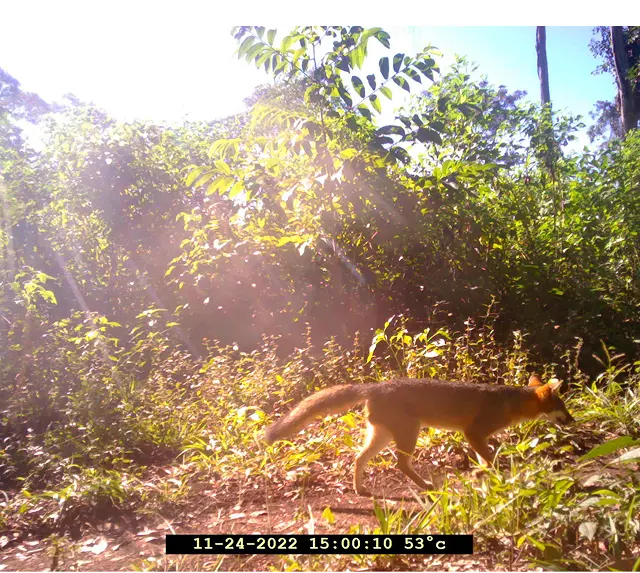 Fox in the rainforest by Plant-for-the-Planet