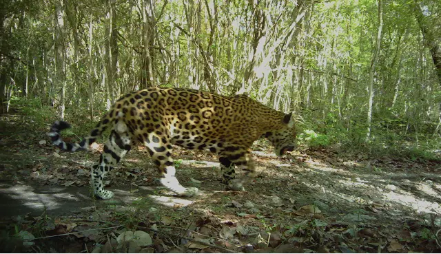 Jaguar in a forest habitat by Plant-for-the-Planet