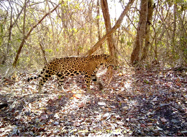 Jaguar in a tropical forest by Plant-for-the-Planet