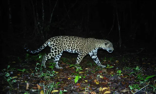 Jaguar moving through the rainforest by Plant-for-the-Planet