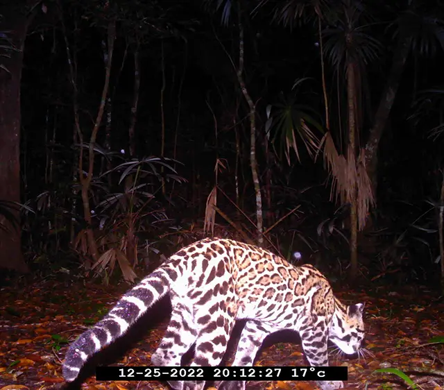 Spotted wild cat in a forest