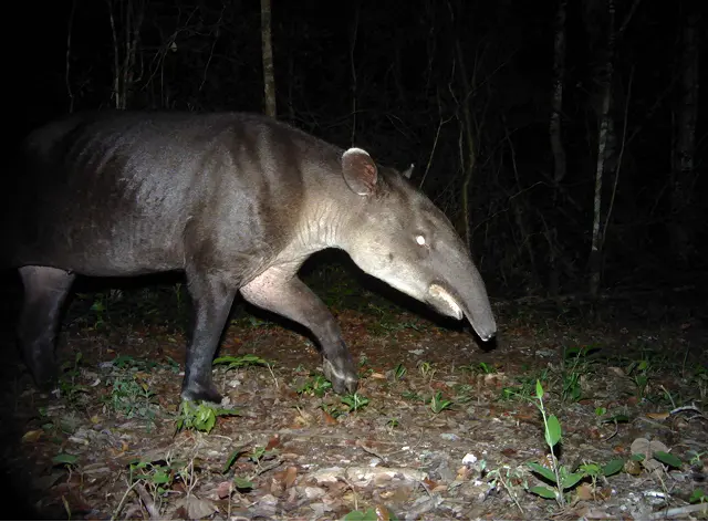 Tapir in the rainforest by Plant-for-the-Planet
