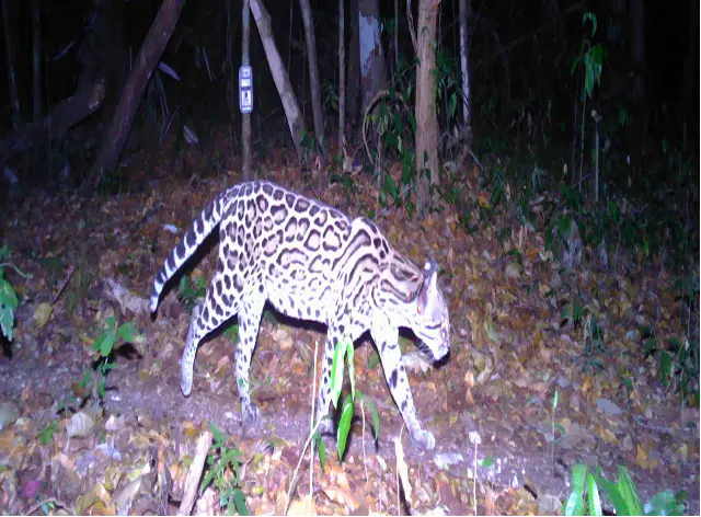Wild cat in a tropical forest by Plant-for-the-Planet