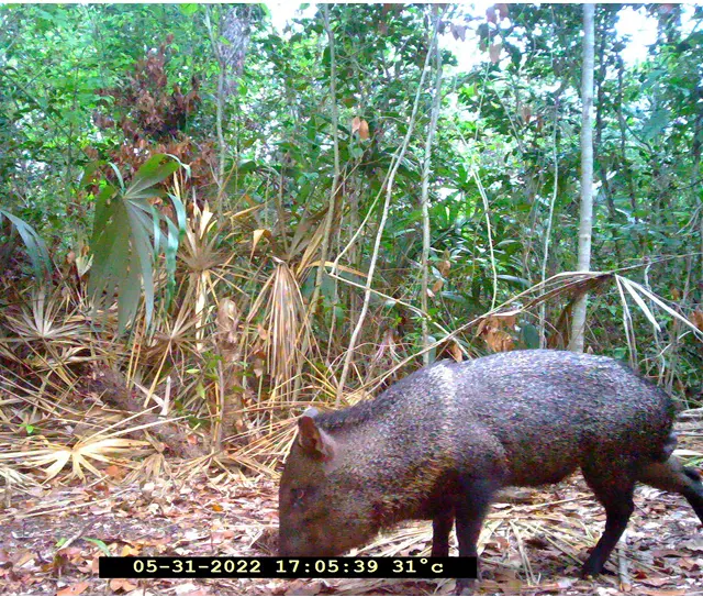 Wild peccary in a tropical forest by Plant-for-the-Planet