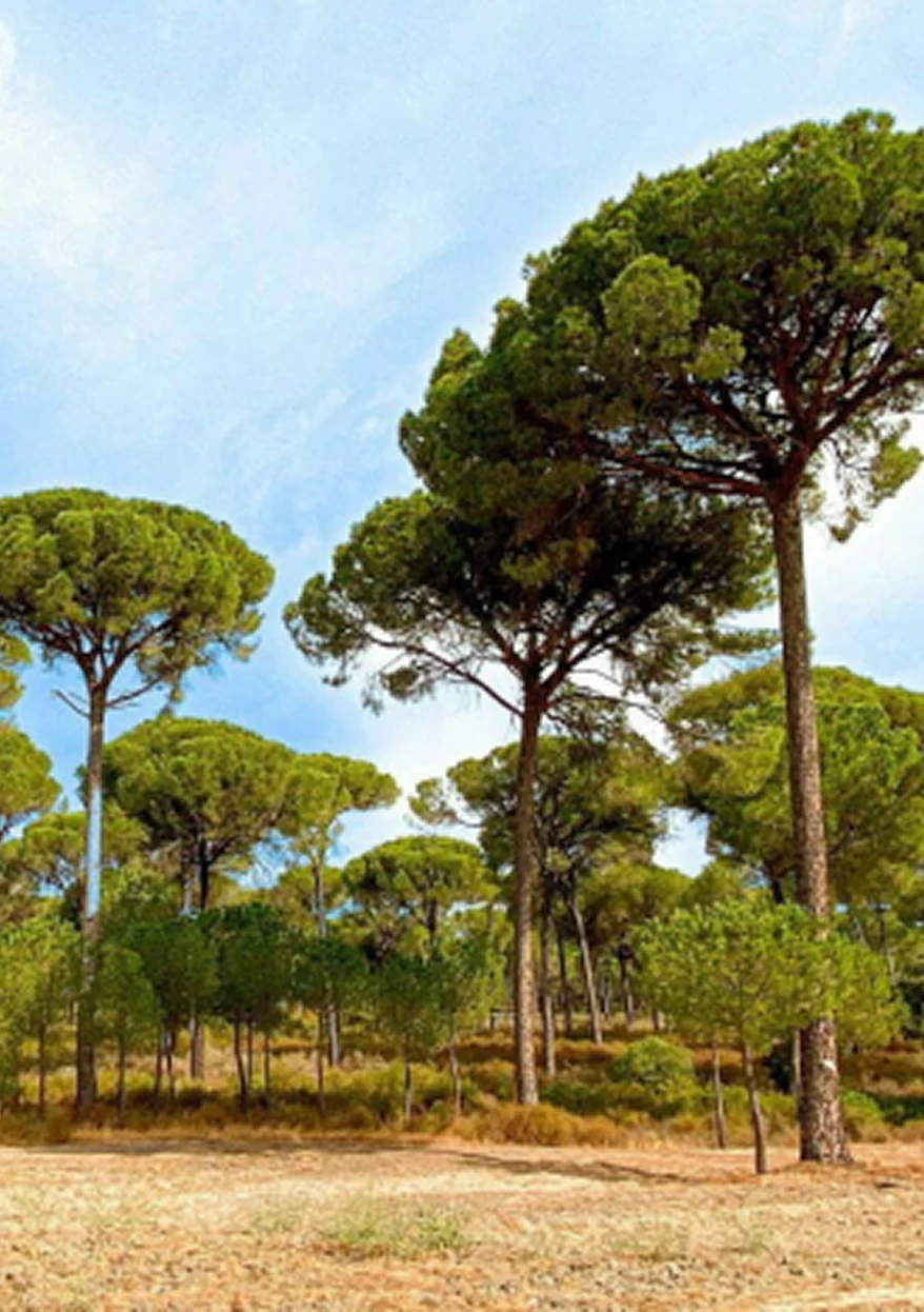 First tree planted in Andalusia, Spain 2021 By plant-for-the-Planet