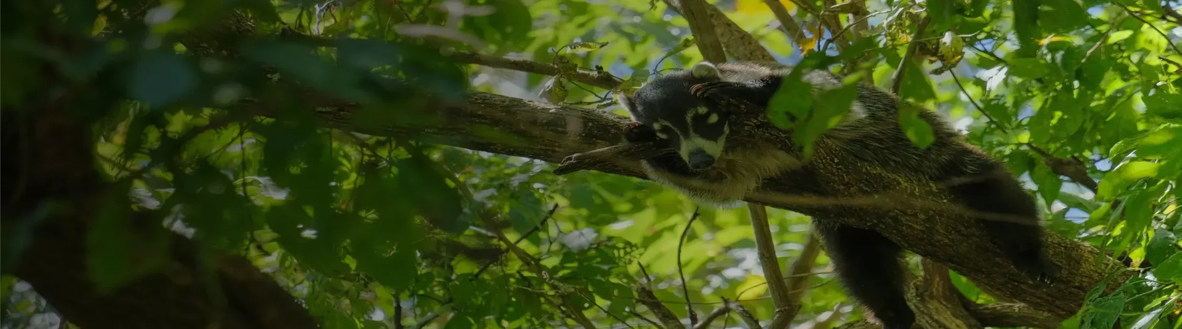 Coati sitting on a tree by Plant-for-the-Planet