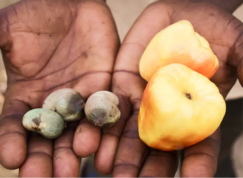 Plant seeds in hand by Plant-for-the-Planet
