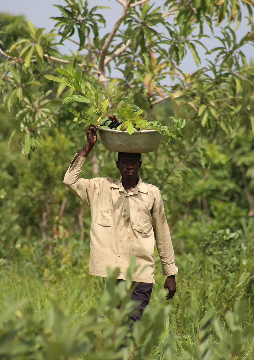 Restoration helper carrying plants on his head by Plant-for-the-Planet