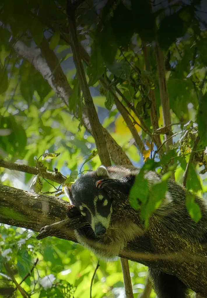 Coati sleeping in a tree by Plant-for-the-Planet