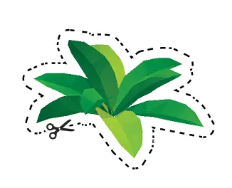 leaves sticker by Plant-for-the-Planet